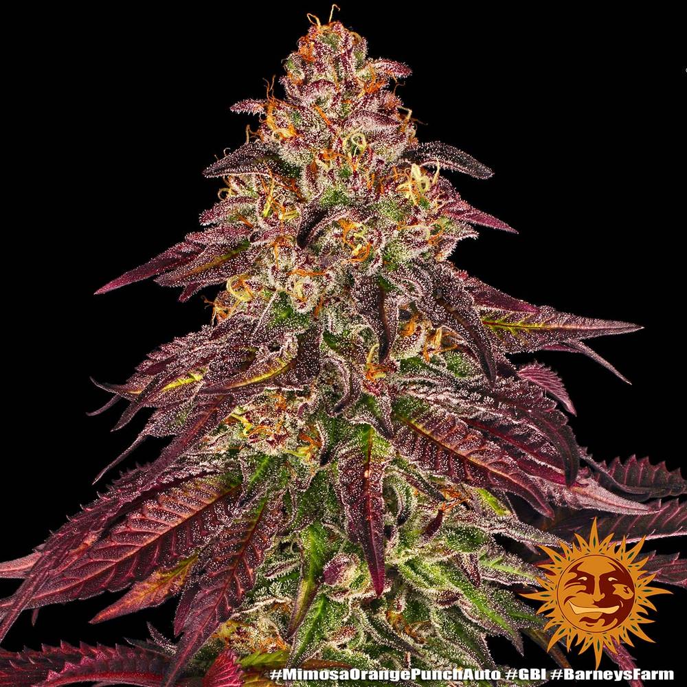 Mimosa x Orange Punch Auto Feminized Seeds