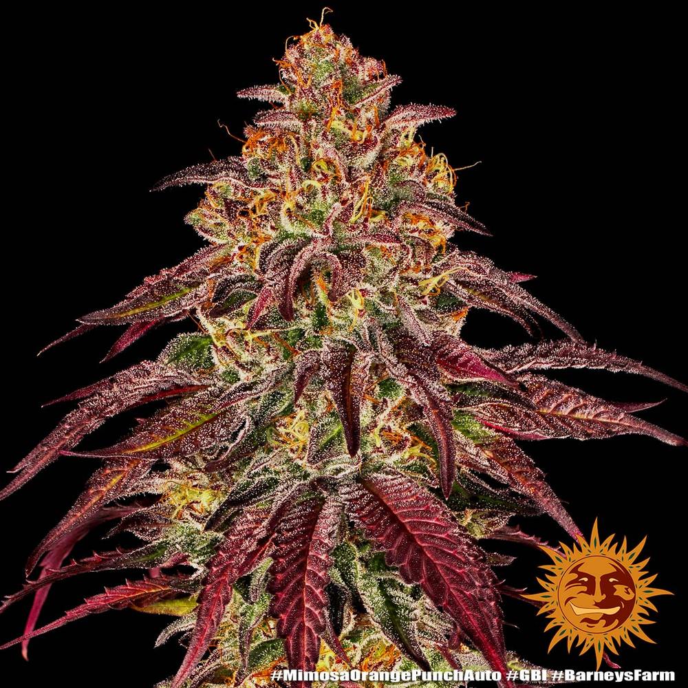 Mimosa x Orange Punch Auto Feminized Seeds