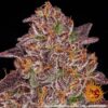 Mimosa x Orange Punch Auto Feminized Seeds