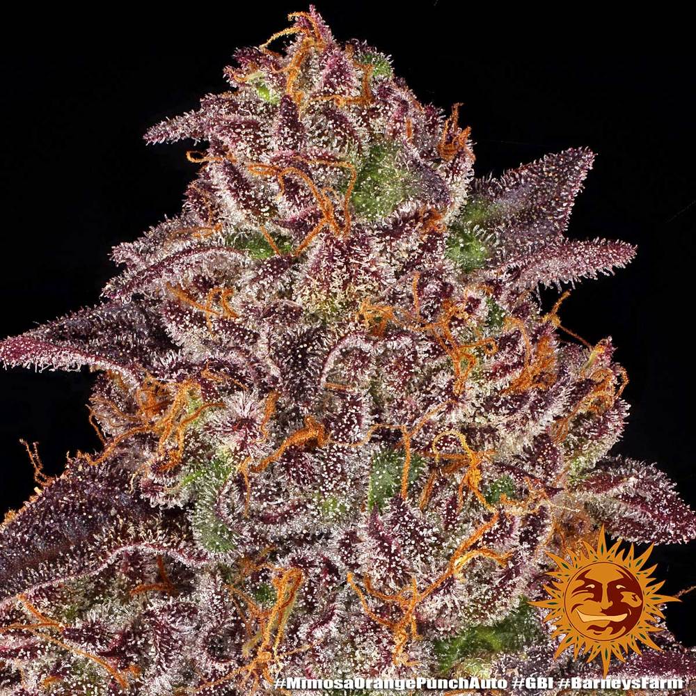 Mimosa x Orange Punch Auto Feminized Seeds
