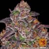 Mimosa x Orange Punch Auto Feminized Seeds
