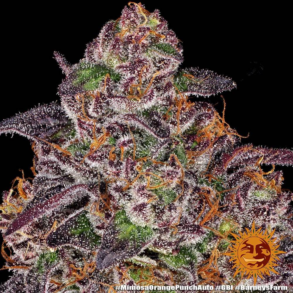 Mimosa x Orange Punch Auto Feminized Seeds