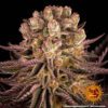 Mimosa x Orange Punch Feminized Seeds