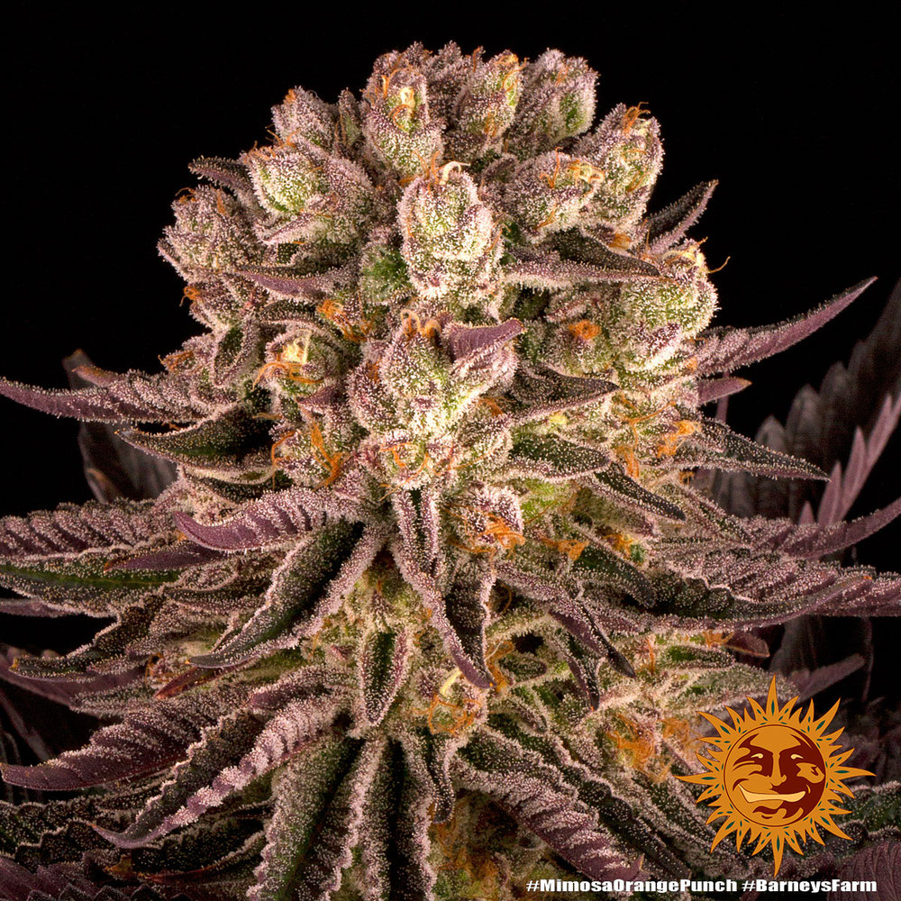 Mimosa x Orange Punch Feminized Seeds