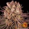 Mimosa x Orange Punch Feminized Seeds