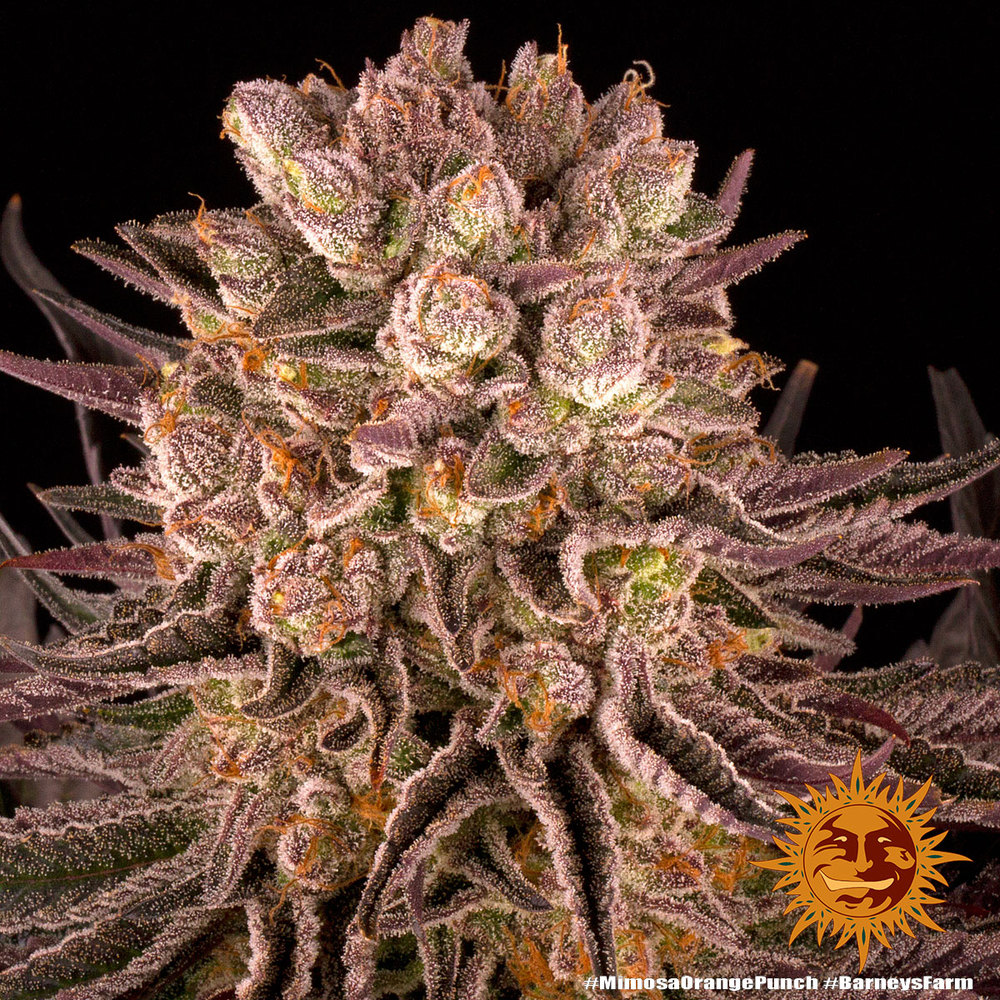 Mimosa x Orange Punch Feminized Seeds