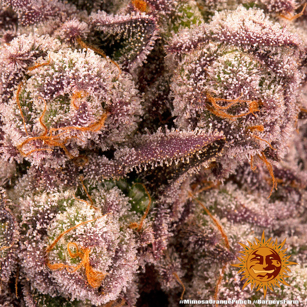 Mimosa x Orange Punch Feminized Seeds