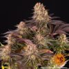 Mimosa x Orange Punch Feminized Seeds