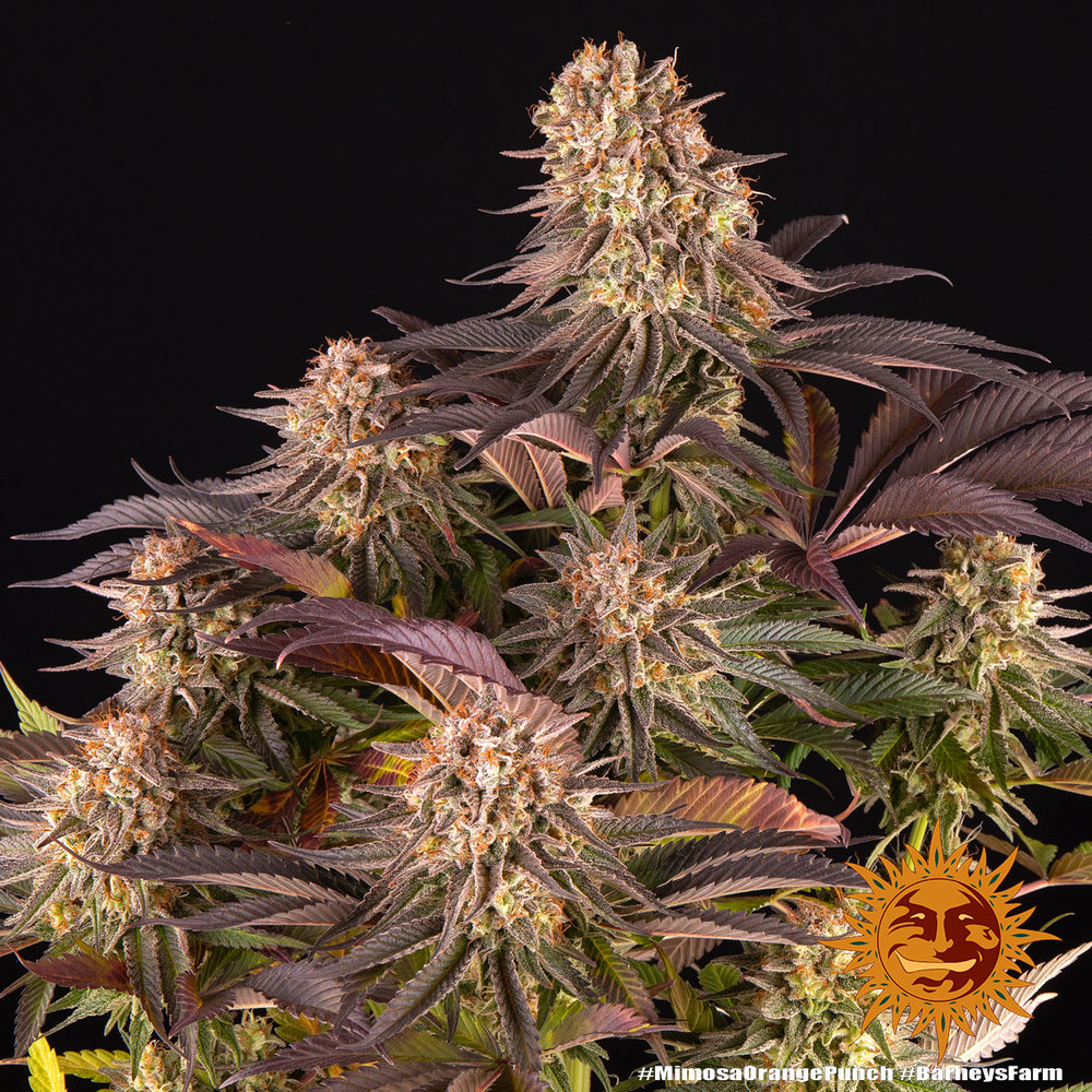 Mimosa x Orange Punch Feminized Seeds
