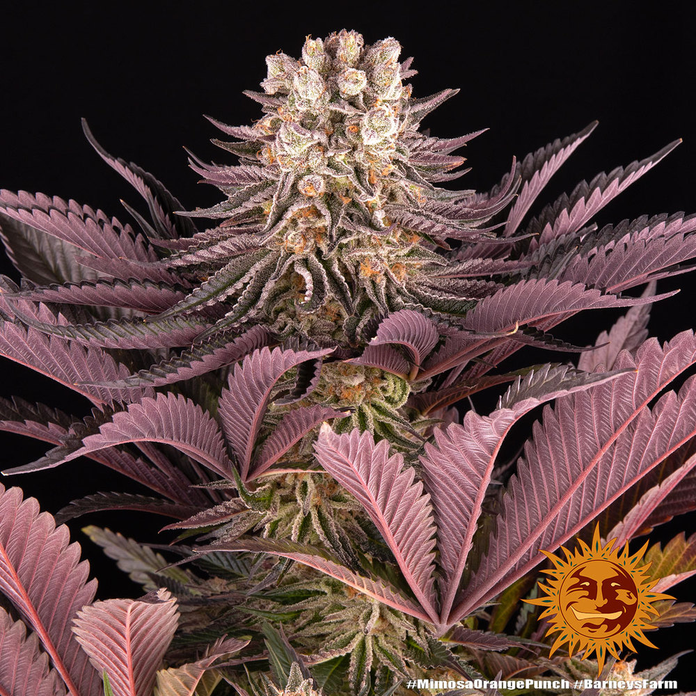 Mimosa x Orange Punch Feminized Seeds