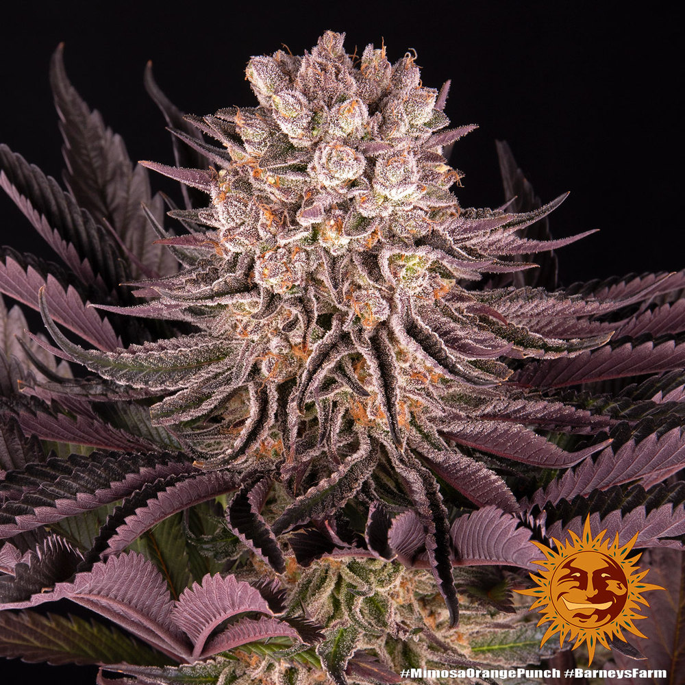 Mimosa x Orange Punch Feminized Seeds