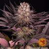 Buy Mimosa x Orange Punch Feminized Seeds by Barney's Farm in America - Image 6