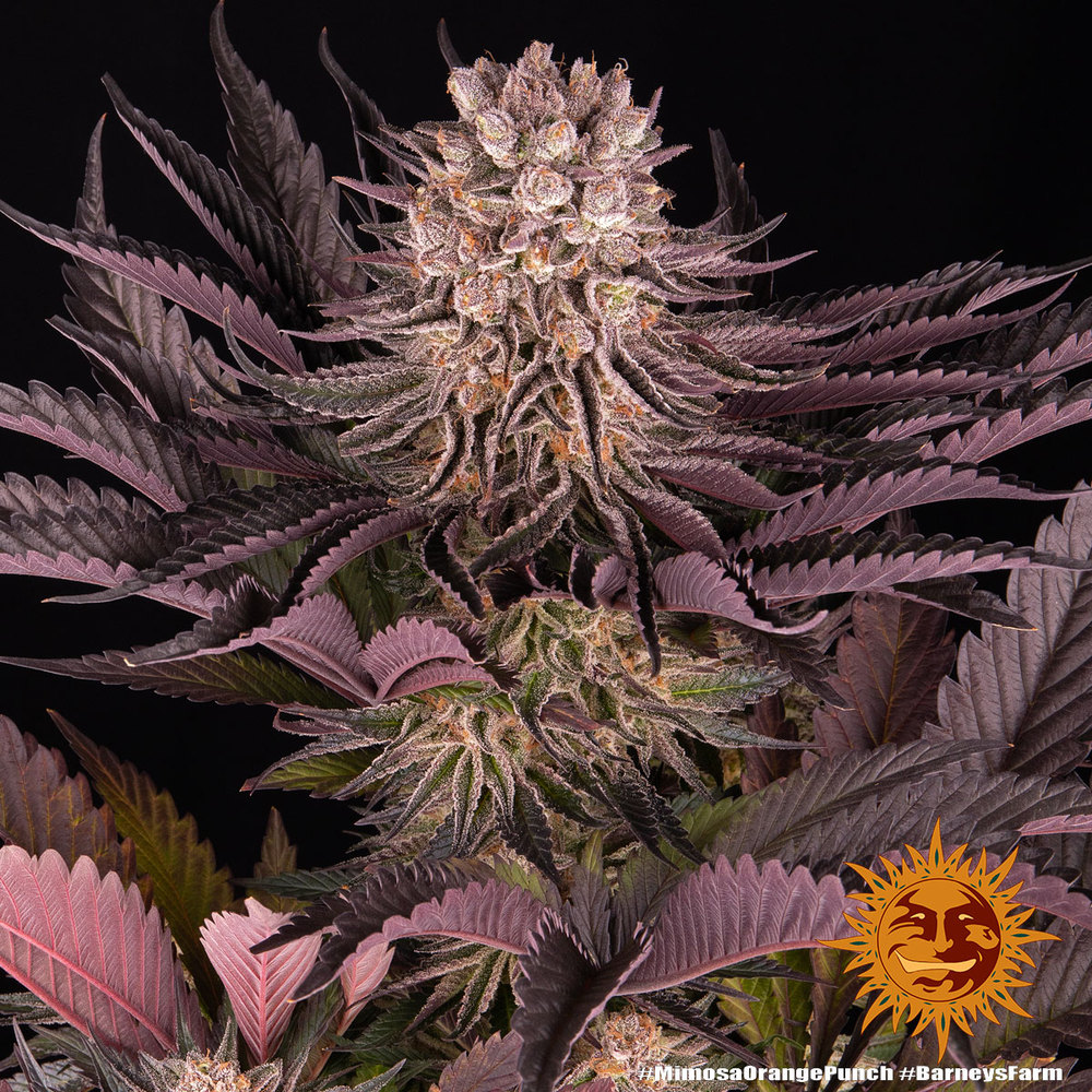 Buy Mimosa x Orange Punch Feminized Seeds by Barney's Farm in America - Image 6