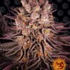 Mimosa x Orange Punch Feminized Seeds