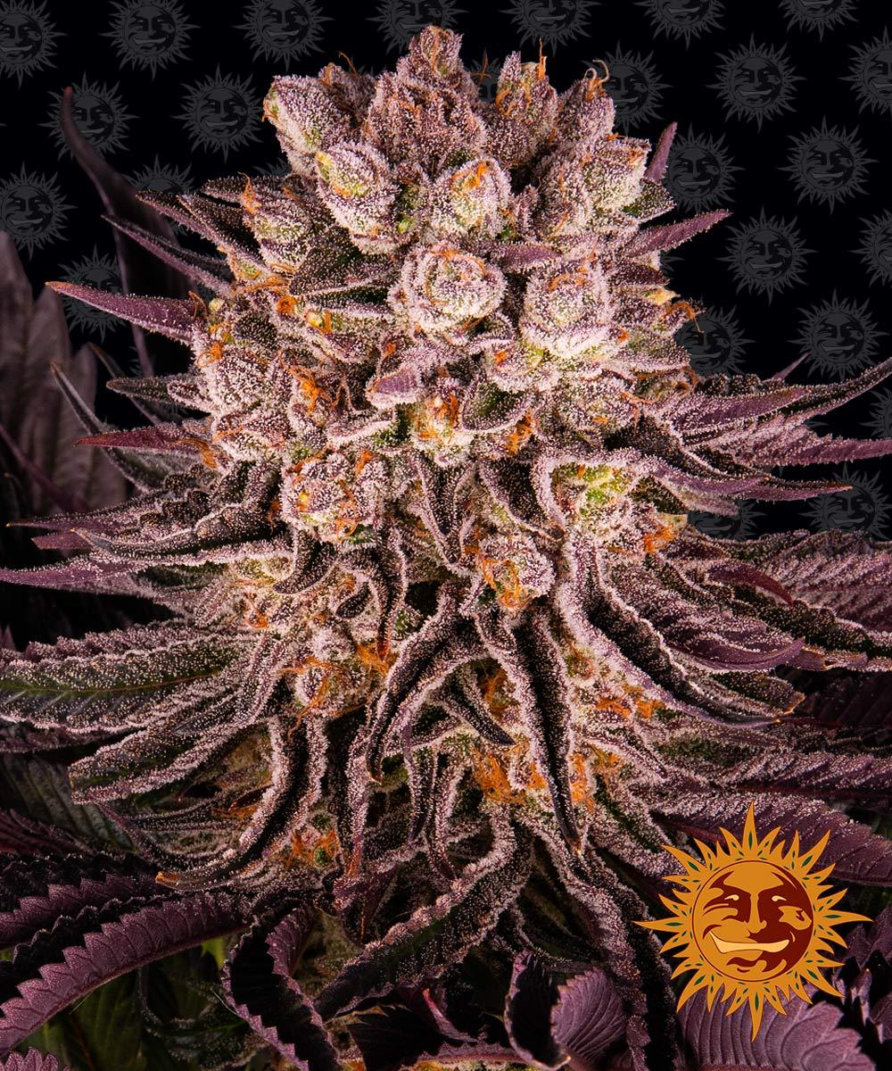 Mimosa x Orange Punch Feminized Seeds