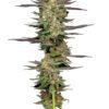 Mint Jelly Auto Feminized Seeds