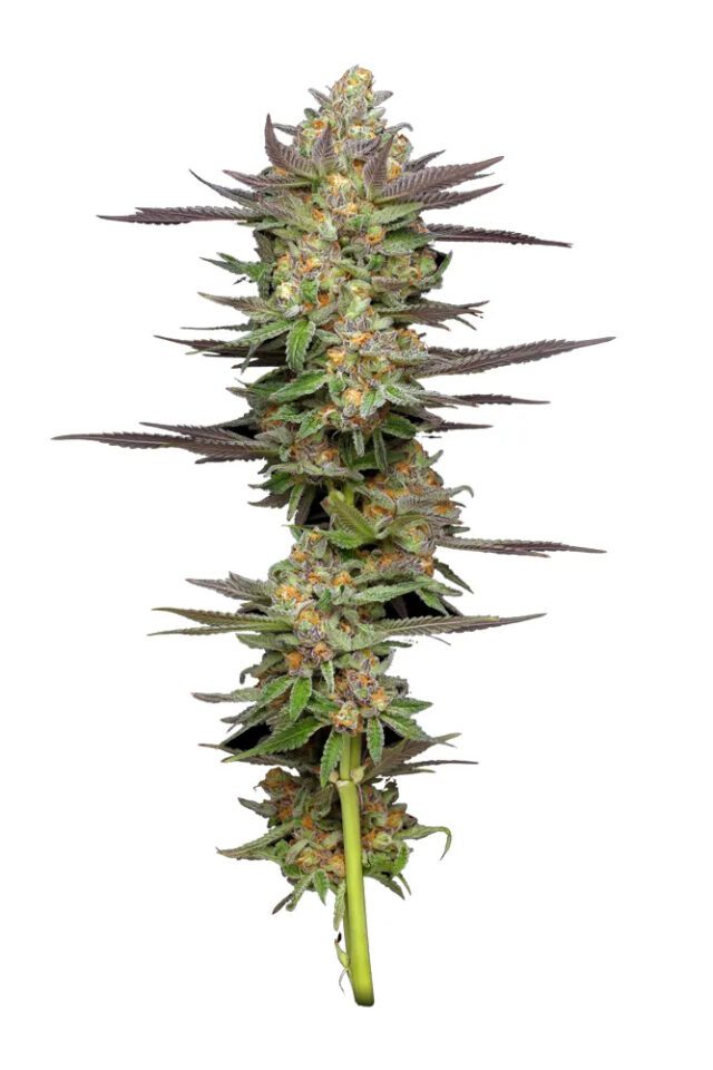 Mint Jelly Auto Feminized Seeds