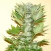 Buy Misty Kush Feminized Seeds by Nirvana in America - Image 2