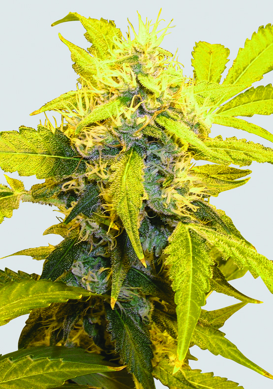 Misty Kush Regular Seeds