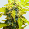 Misty Kush Feminized Seeds