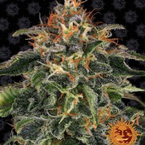 Moby Dick Feminized Seeds