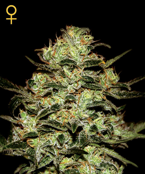 Moby Dick Feminized Seeds