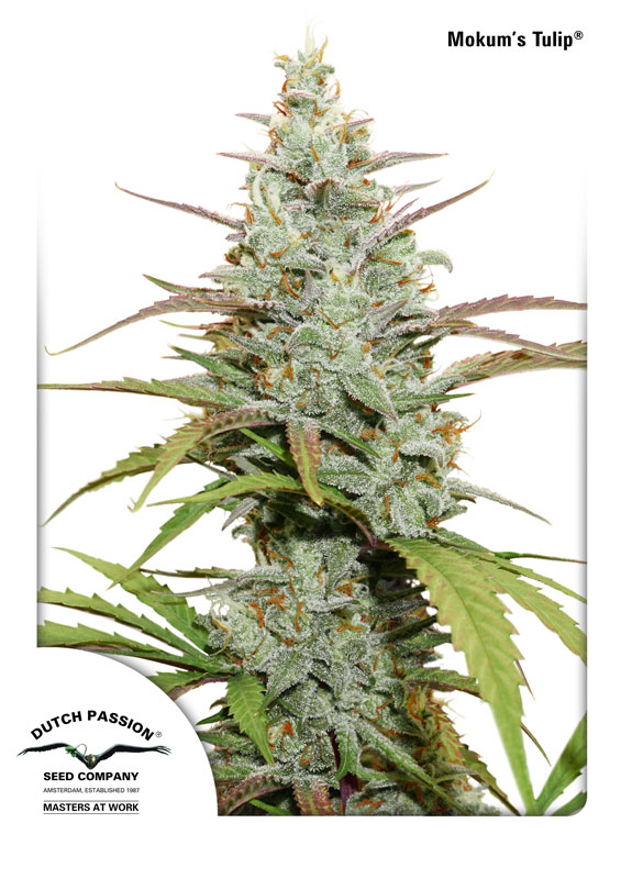 Mokum's Tulip Feminized Seeds