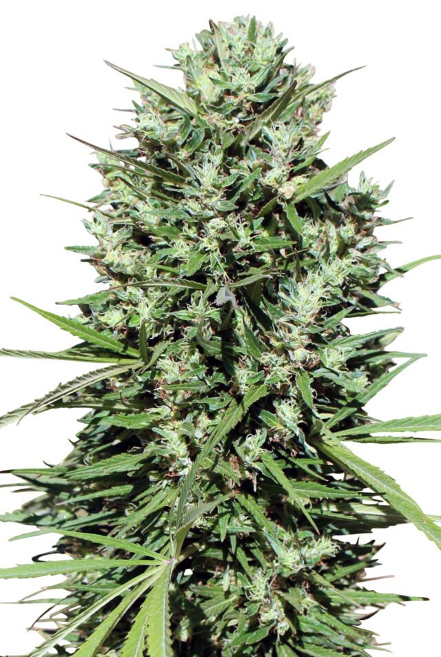 Moroccan Beldia Kif Feminized Seeds