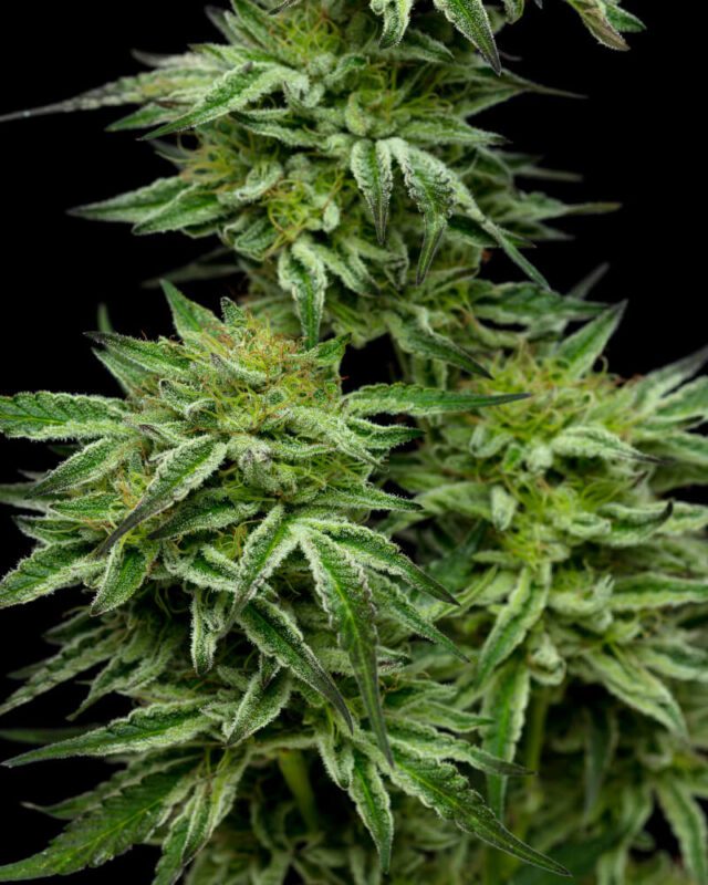 Mountaintop Mint Feminized Seeds