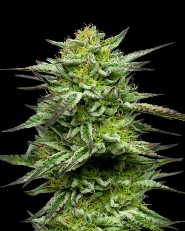 Mountaintop Mint Feminized Seeds