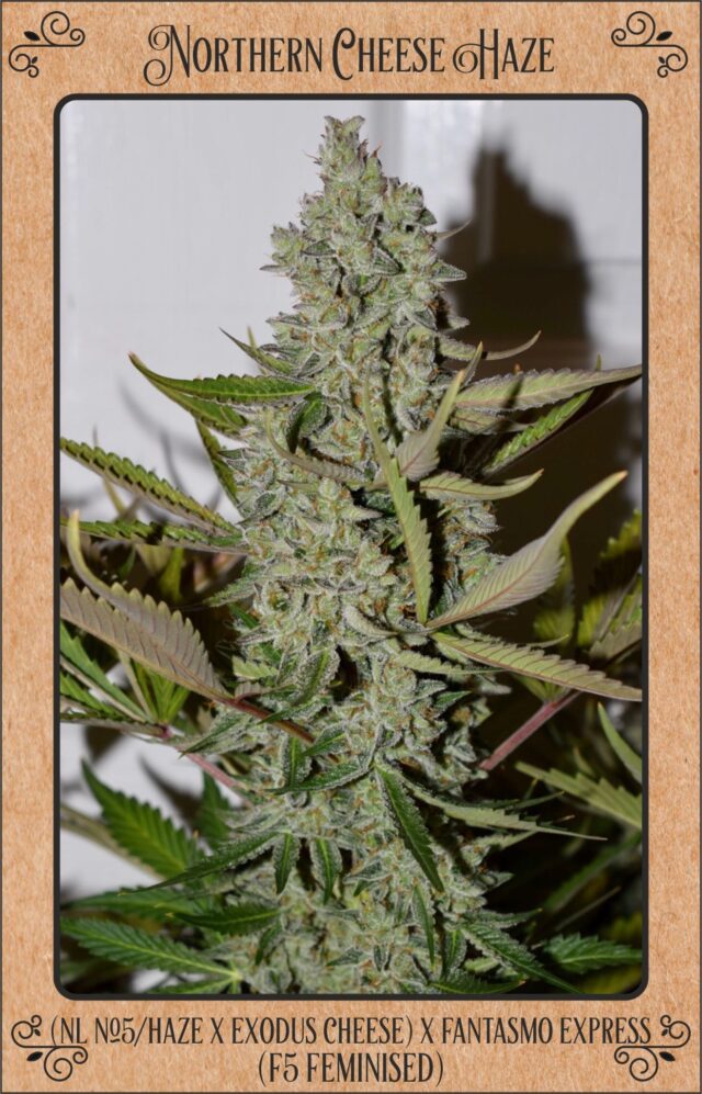 Northern Cheese Haze Auto Feminized Seeds