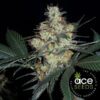 Buy Nepal Jam Regular Seeds - Breeders Pack by Ace Seeds in America - Image 2