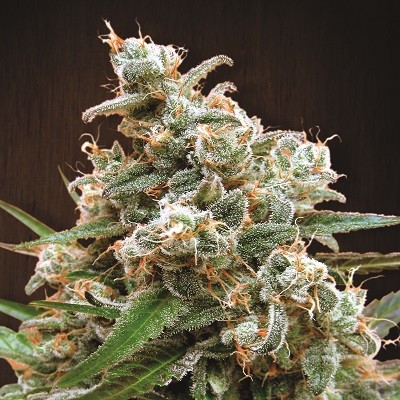 Nepal Jam Feminized Seeds - Breeders Pack