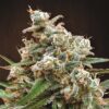 Nepal Jam Regular Seeds - Breeders Pack
