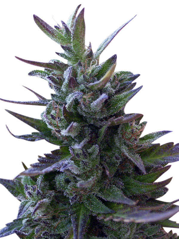 Nepal Mist Regular Seeds (Limited Edition)