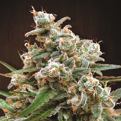 Nepal Jam Feminized Seeds