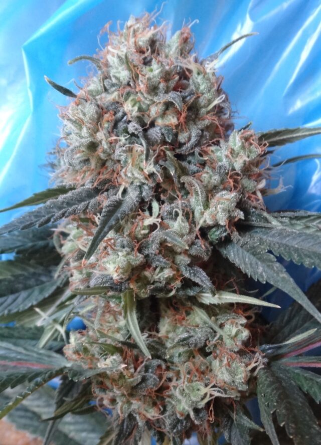 Nepal Jam x Kali China Feminized Seeds