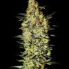 Buy Neville's Haze Feminized Seeds by Greenhouse Seed Co. in America - Image 2