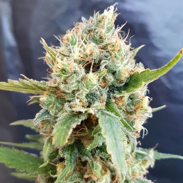 Nicole Kush Feminized Seeds