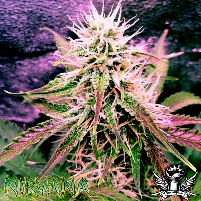 Auto Northern Lights Feminized Seeds