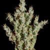 Buy NL5 Haze Mist Feminized Seeds by Greenhouse Seed Co. in America - Image 2