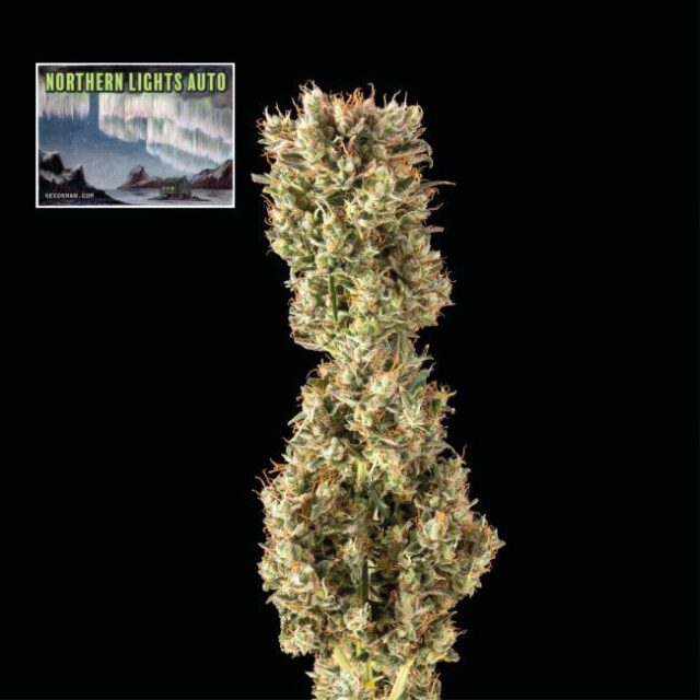 Northern Lights Auto Feminized Seeds