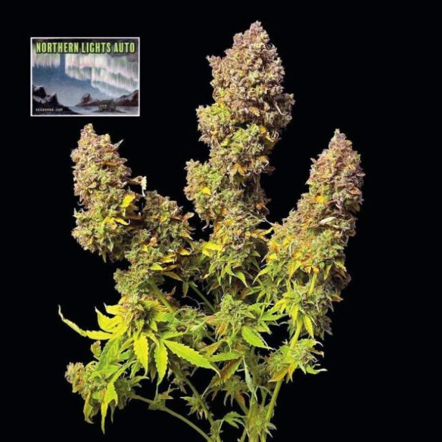 Northern Lights Auto Feminized Seeds