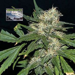 Northern Lights Auto Feminized Seeds