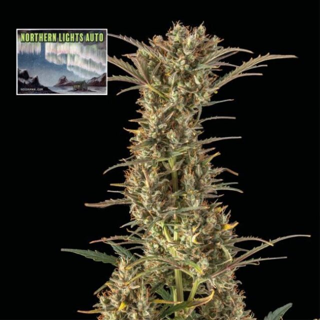 Northern Lights Auto Feminized Seeds