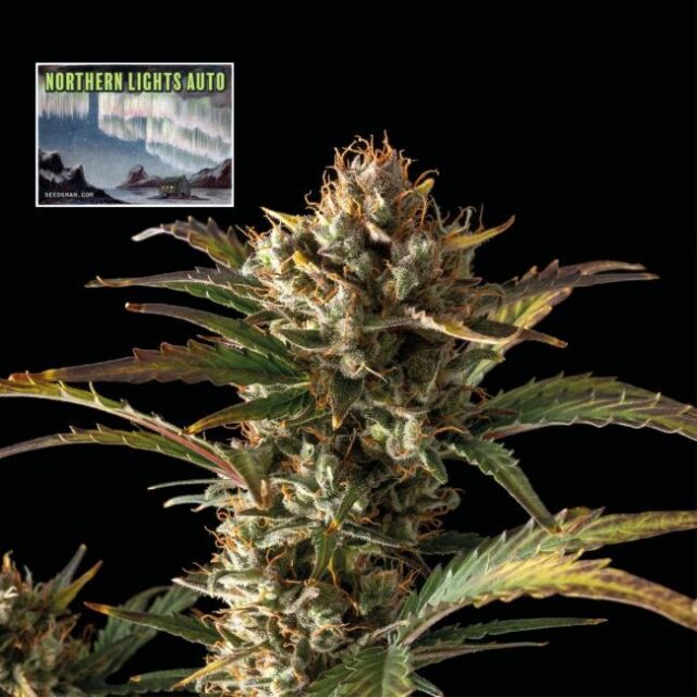 Northern Lights Auto Feminized Seeds