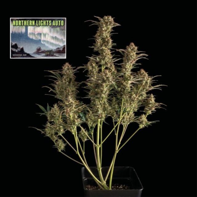 Northern Lights Auto Feminized Seeds