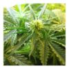 Buy Northern Light Feminized Seeds by Nirvana in America - Image 2