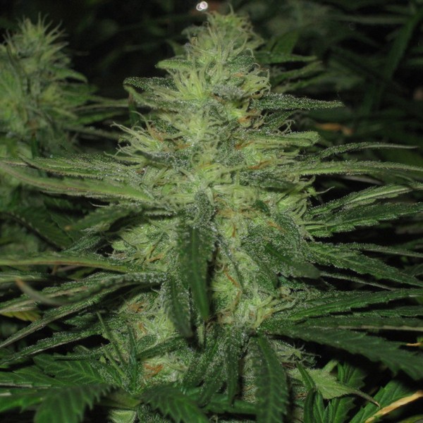 Northern Light Feminized Seeds