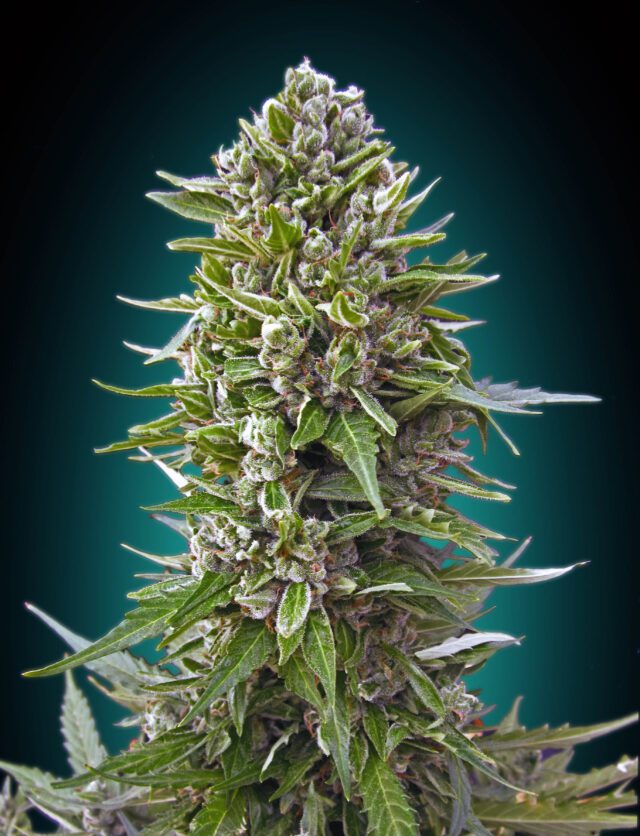 Northern Lights Auto Feminized Seeds